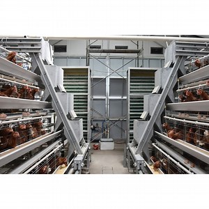 [Hot Item] 3 Layers Poultry Cages Hot Galvanized 20 Years Lifetime Chicken Battery Cage with Auto Water System