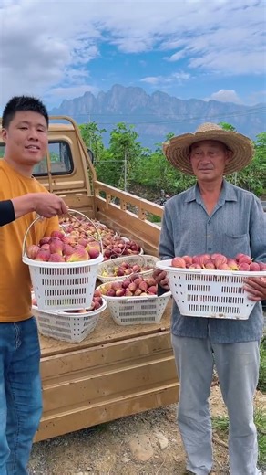 Have you ever seen so many freshly picked figs?