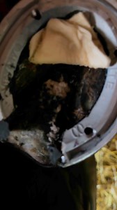 3.7K views · 17 reactions | applying of the larval therapy | Rood & Riddle Equine Podiatry | Facebook