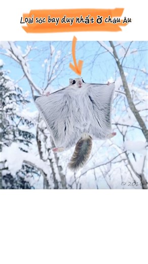 Sóc bay Siberia | The Siberian flying squirrel