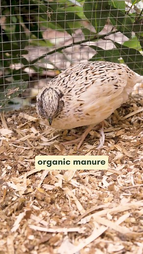 Quail Farming for Fresh Eggs Without a Backyard