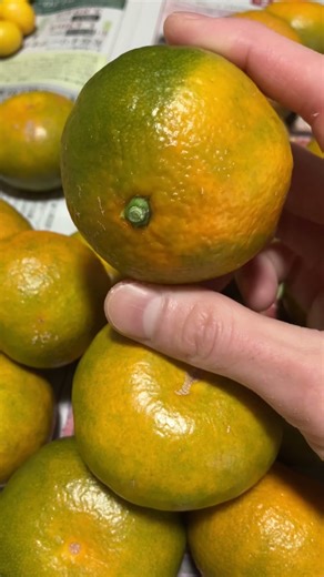 ORUTO WALK 自然豊かな街での暮らし ☆☆採れたて果物みかん☆☆ Mandarin Orange(Japanese Mikan) 2025.12.17 #garden #japan #日本