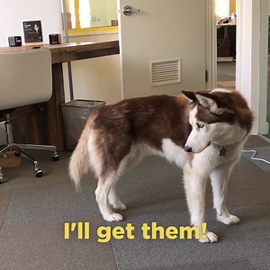 Sleek & stylish pet cam that lets you 🎥 watch, 🔊 talk to, & 🍪 treat your pet remotely. | Petcube