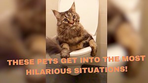 6 Cheeky Pets Get Into Trouble in the Most Hilarious Ways
