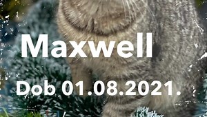 58 reactions · 42 shares | Maxwell Dob 01.08.2021. Beside all the...