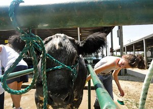Showing Animals at the County Fair is a Family Tradition