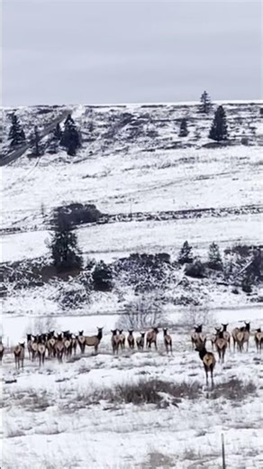 Every Elk Ran Except One