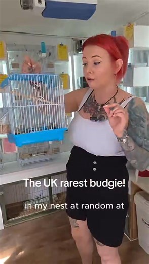 85K views · 1K reactions | 列 The UK’s RAREST Budgie? 列 Did you...