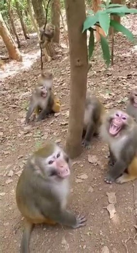 Baby Monkey Falls From Tree — Troop Reacts in Panic #hesaidshesaidloveinabundance