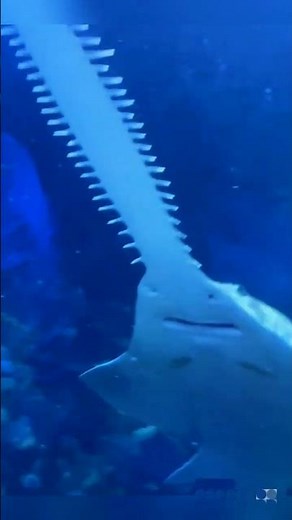 The Sawfish: Nature’s Living Underwater Weapon! 🌊🪚#sawfish