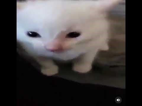 Hi herbert but herbert explodes