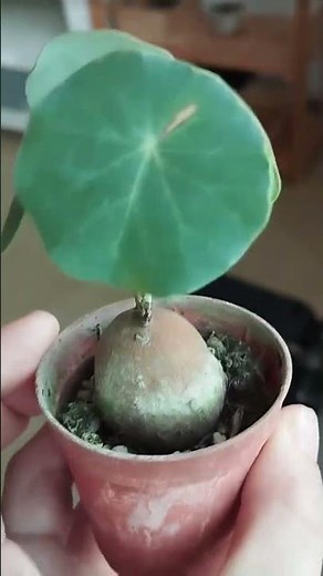 Stephania Erecta Plant | Unique Care Tips, Growth Secrets & Benefits #stephania ##plants #ytshorts