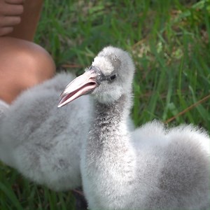 30K views · 1.4K reactions | We're celebrating the arrival of our first-ever flamingo chicks! Learn more about the floofiest trio in Brevard County: bit.ly/2PAtQfV | Brevard Zoo | Facebook