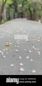 Pink trumpet tree Tabebuia rosea blossom in Kamphangsean, Nakornpathom, Thailand