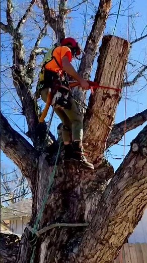 When the yard gives us obstacles… we rig smarter!