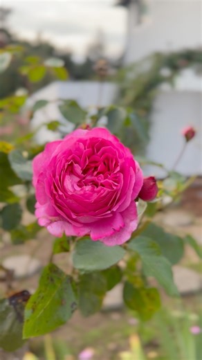 Yves Piaget Rose #rose #flowers #gardening #plant #reelsvideoシ #fyp | Little Rose Garden