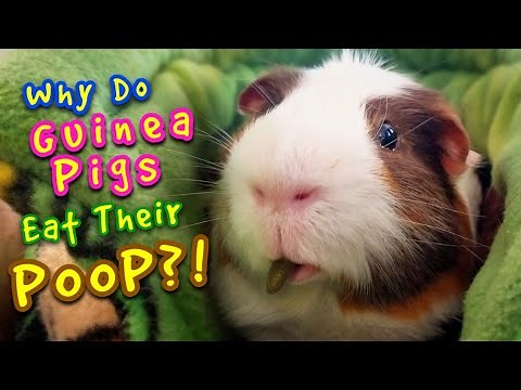Why Do Guinea Pigs Eat Their Poop?