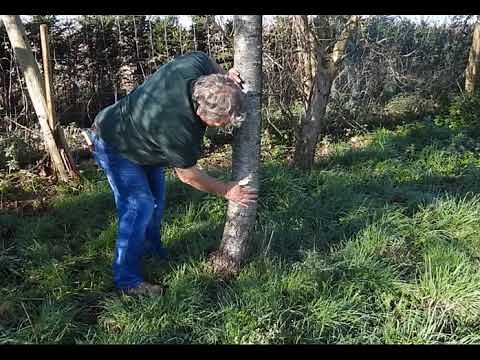 How to Apply Fruit Tree Grease
