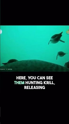 Penguins Fly Underwater — Rare Scientific Footage from Antarctica