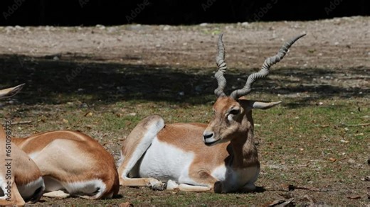 The Indian Blackbuck, Antelope cervicapra or Indian antelope inhabits grassy plains and slightly forested areas. Fast animals, the blackbuck can run at as high as 80 kilometers per hours.