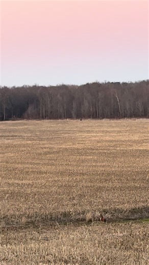 Mothman Sighting in Indiana: What You Need to Know