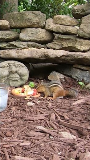 Cat tv 6 hour ad free videos for cats to watch #kittytv #cattv #catentertainment