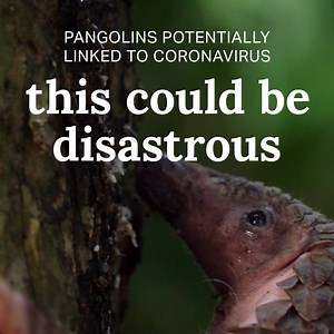 938 reactions · 400 shares | Pangolins aren’t coping. They are the...