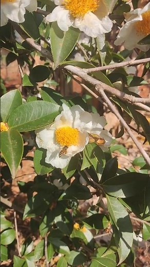 🌸🐝tea tree flowers #plants #flowers #shorts🌸