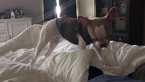 Weekends were for intergalactic bed brawls 💪🏼🚀 Missing you so much today Spuddy Buddy 💙 #spudlightyear | Luna Bell's Moonbows: Special Needs Fostering