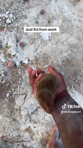 Pet Mongoose: The Perfect Companion for Your Home