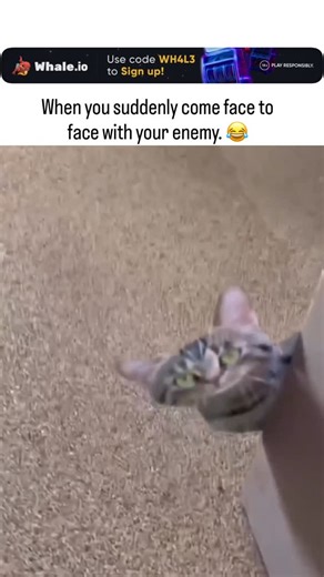 @funnyrrel on Instagram: "This 38-second video captures a tabby cat’s frozen stare-down with a paper cutout of another cat held in a doorway, humorously depicting territorial surprise before the real cat backs away slowly. - Posted by Thebestfigen, a curator of uplifting viral clips, it amassed 33,000 likes and 1 million views within 24 hours, underscoring cat videos’ reliable appeal in driving rapid X engagement. - User replies amplify the comedy through feline drama tropes, like predicting “ur