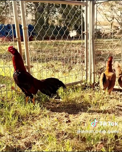 Bobby Boles Asil/ HatchAsil #gamefowlbreeders #gamefowl #gamefowllife #roostersoftiktok #gamefarm