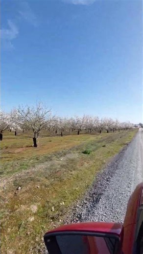 The almond tree is blooming