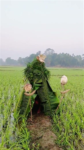 Wings Across the Quiet Horizon | A Lone Bird in Boundless Flight