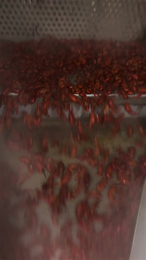 Eat your protein. Also known as: CRAWFISH. 🦞💪 Friendly reminder that 3 lbs of crawfish packs roughly 220–230 grams of protein (yes, REALLY). That’s gym-bro numbers… just seasoned better and eaten with your hands. 😌🔥 So if anyone asks why you’re elbow-deep in a pile of bugs, tell ’em you’re on a high-protein diet and minding your business. Fuel your body. Peel responsibly. 💅🦞 #crawfish #protein #batonrouge