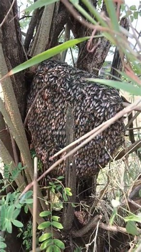 Honey #shorts #ytshorts #shortsfeed