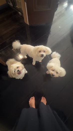 Dog maths is a thing 😉 My maths is always mathing with these 3 dogs #dog #dogs #cutedogs #dogsofinstagram #petfluencers | Claire O'Connell