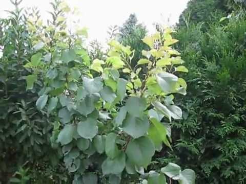 Aprikose - Wie schneiden?