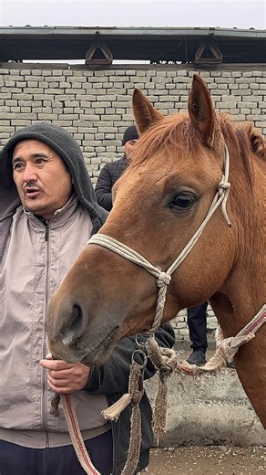 Davlatbek Shamsiddinov on Instagram: "KELAJAGI BOR TOYLARDAN 🔥⛳️#dangalsavdo #ot #toy #chorva #mol #cow #zotmol #smental #silos #gibrid #skuter #bozor"