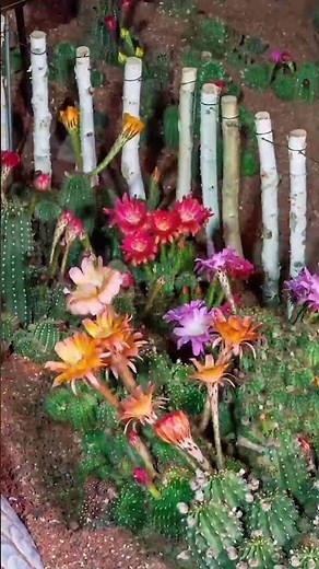 Breathtaking Cactus Flower Blooming | Nature's Magic 🌸