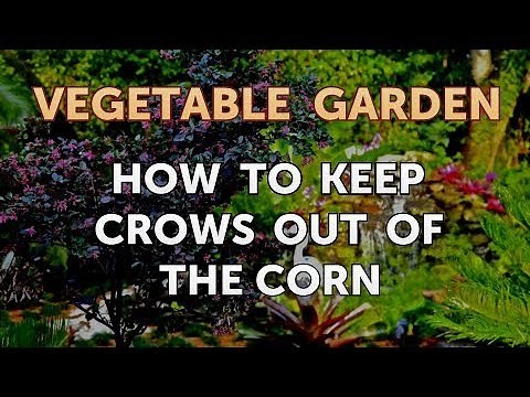 How to Keep Crows Out of the Corn