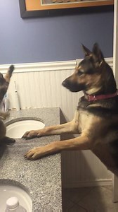 21M views · 48 reactions | Is this the cutest boxing fight you've ever seen? https://www.youtube.com/watch?v=gfOp5JPkLks | storyful | Facebook