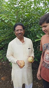 Pond Apple/Annona Glabra - सीताफळाच्या विचित्र जाती | AllGanic Farm