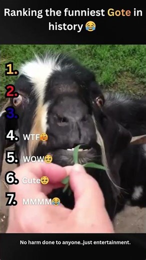 🐐😂 Screams, Jumps & Total Chaos – Ranking the Funniest Goat in History