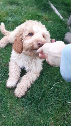 Rubys basic training is going well. Ruby is pending. ❤