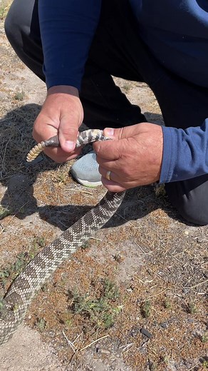 I got extremely lucky to run into this rattlesnake while it was burrowing😅 This rattlesnake is a boy and you can tell by those two nodes that pop out at the end😮 Now nobody should ever attempt this since this is not only very hard but could also hurt the snake if done incorrectly😬