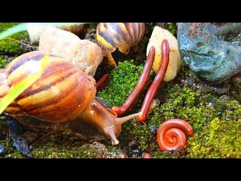 The Future of Coexistence: Breeding Rare Millipedes, Snails, Rhino Beetles #FutureHabitats #nature