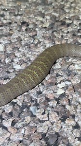 32K views · 340 reactions | Always a good night when you’re seeing Rough-scaled Death Adders (Acanthophis rugosus). Over a couple of trips to the Top End during the wet season, I found easily over 30 of these amazing snakes. #roughscaleddeathadder #acanthophisrugosus #herping #elapid #venom #DeathAdder #australia #cuinthent #australianwildlife #herping | Jesse’s Wildlife | Facebook
