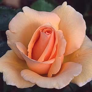 Heirloom Roses Rose Plant - Winter Sunset Orange Rose Bush, Hardy Live Plant for Planting Outdoors