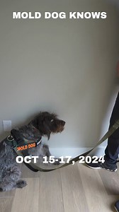 K9 Mold Detection dog coming to Chicago! | Mold Dog Knows